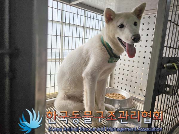 보호중 믹스견의 가…